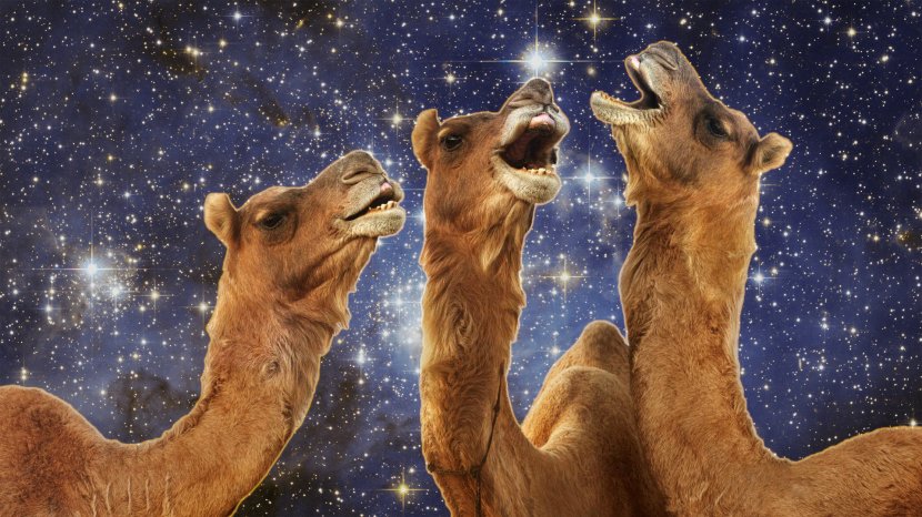 Camel Llama Desktop Wallpaper 1080p - Like Mammal Transparent PNG