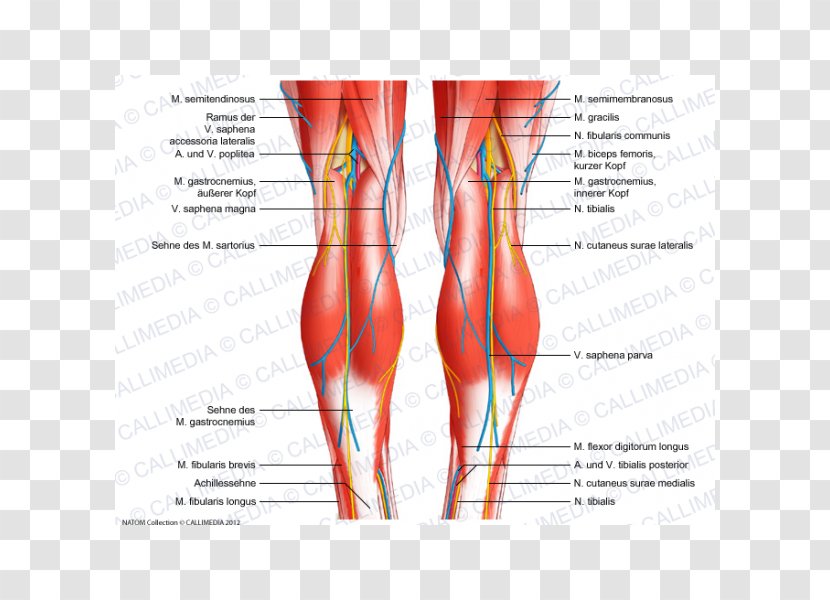 Knee Tendon Human Body Anatomy Ligament - Watercolor - Anatomi Transparent PNG
