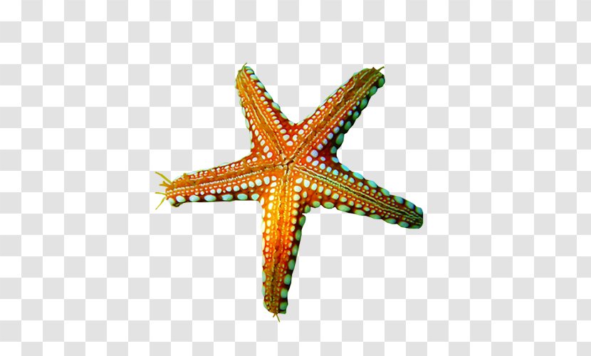 Starfish - Marine Invertebrates - Invertebrate Transparent PNG