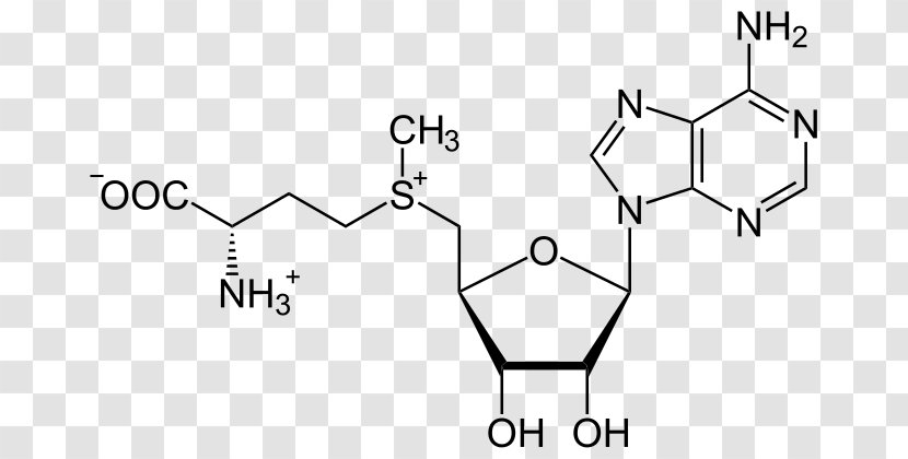 S-Adenosyl Methionine S-Adenosyl-L-homocysteine Sulfonium Methyltransferase - Adenosine - Paper Transparent PNG