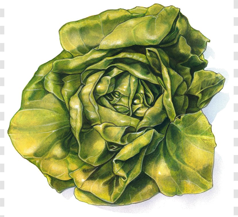 Lettuce Sandwich Drawing - Leaf Vegetable Transparent PNG