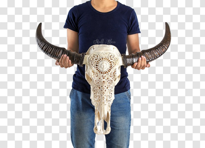 Skull Forehead Horn Nose - Buffalo Transparent PNG