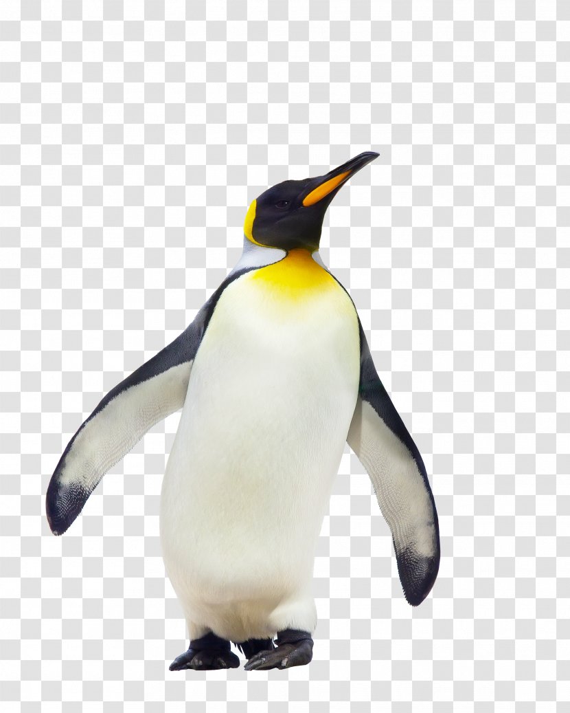 CfE Higher Geography Course Notes King Penguin Fauna - Cfe Grade Booster - Free Download Transparent PNG