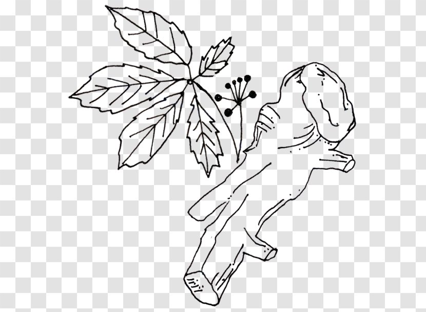 Drawing /m/02csf Line Art Illustration Leaf - Plant - Organism Transparent PNG
