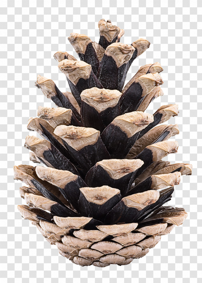 Sugar Pine Conifer Cone White Pine Red Pine Western Yellow Pine Transparent PNG