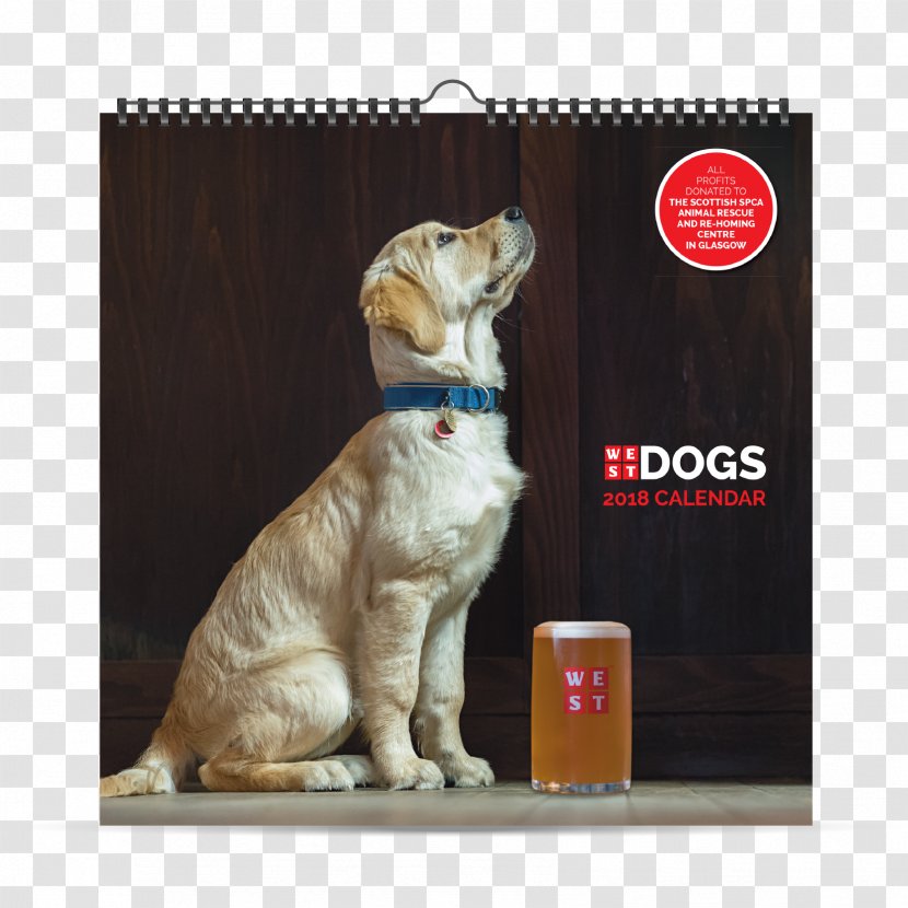 WEST Beer Puppy Retriever Glasgow - 2018 Adorable Dogs Transparent PNG