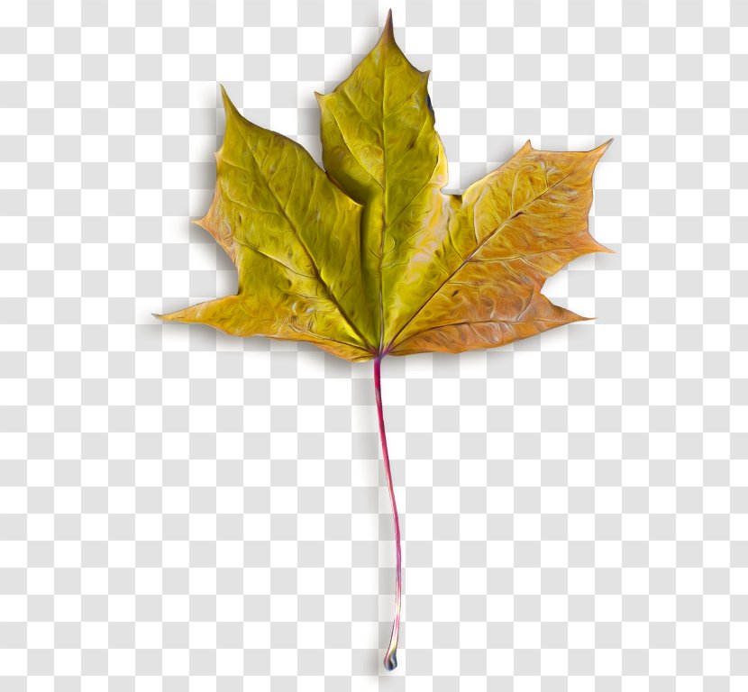 Autumn Leaves Maple Leaf Image File Formats Transparent PNG
