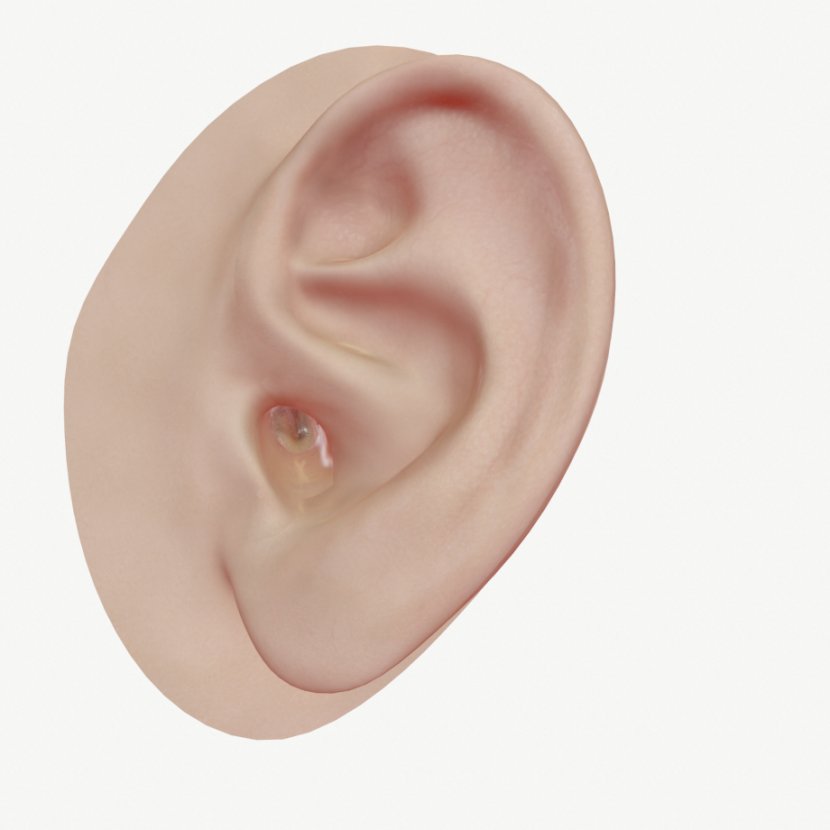 Middle Ear Anatomy Outer Malleus - Cochlear Nerve Transparent PNG