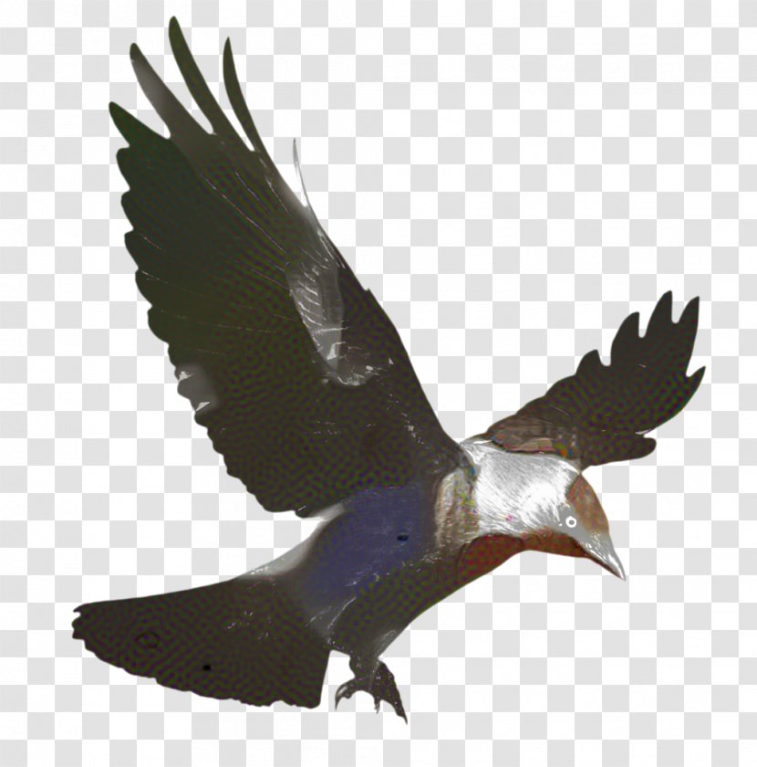 Eagle Bird - Golden - Falconiformes Osprey Transparent PNG