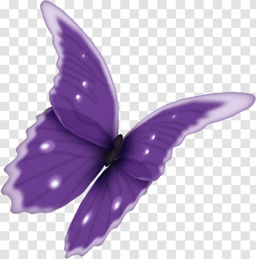 Butterfly PhotoScape Clip Art - Petal - Papillon Transparent PNG