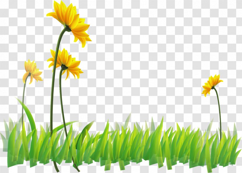 Narcissus Flora Yellow Wildflower Wallpaper - Grass - Vector Painted Green Flowers Transparent PNG