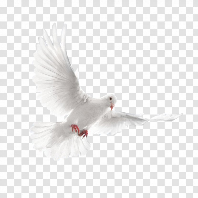 Domestic Pigeon Bird Columbidae Clip Art - Pigeons And Doves Transparent PNG