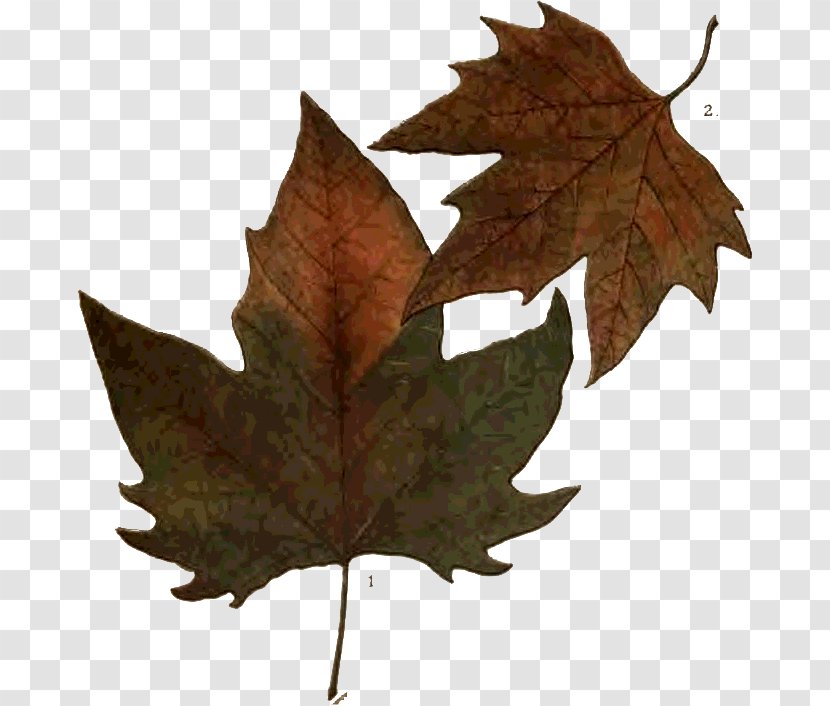 Maple Leaf Adobe Photoshop Autumn Photography - Plane Tree Family Transparent PNG