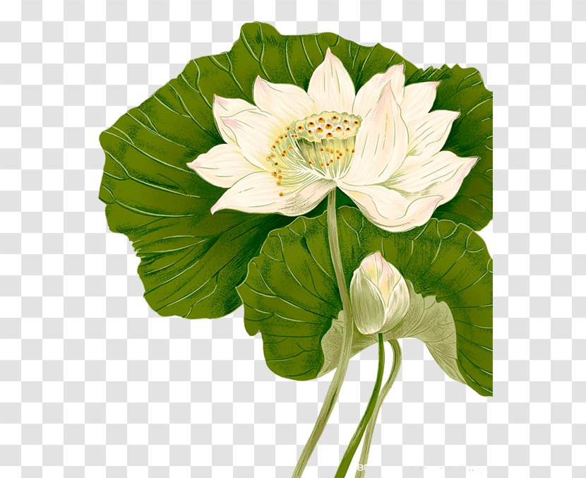 Lotus - Floristry - Cut Flowers Transparent PNG