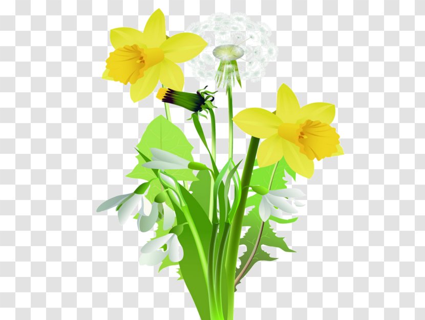 Daffodil Flower Tulip Clip Art - Flowering Plant Transparent PNG