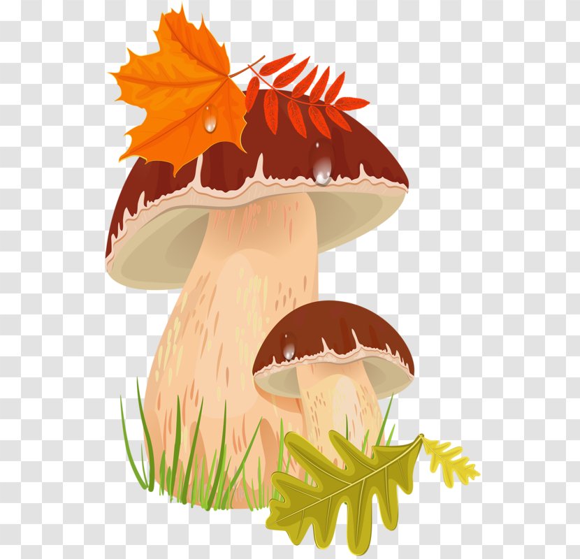 Edible Mushroom Boletus Edulis Clip Art - Fungus Transparent PNG