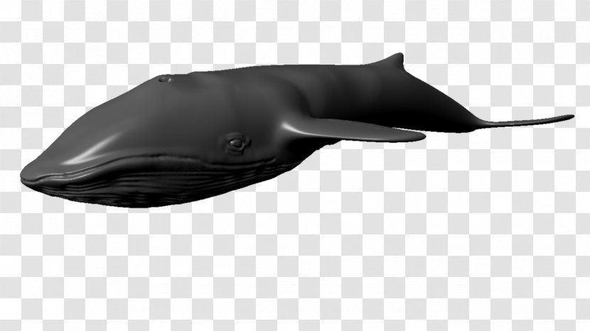Dolphin Cetacea Blue Whale 3D Computer Graphics Autodesk 3ds Max - Modelado Transparent PNG