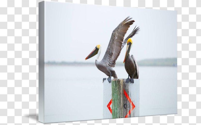 Beak Seabird - Design Transparent PNG