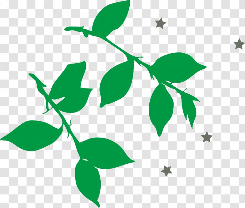 Leaf Branch Green - Plant - Leaves Vector Material Transparent PNG