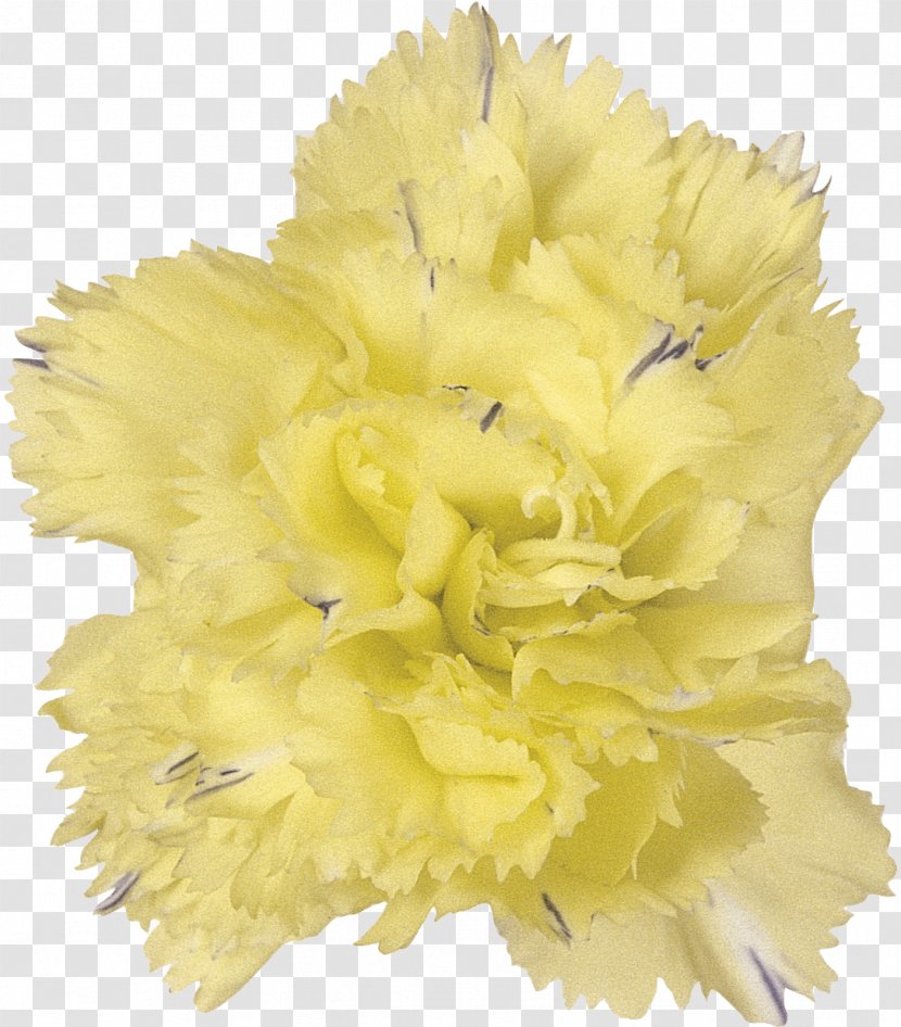 Cut Flowers Photography Plant - Sponsor - CARNATION Transparent PNG