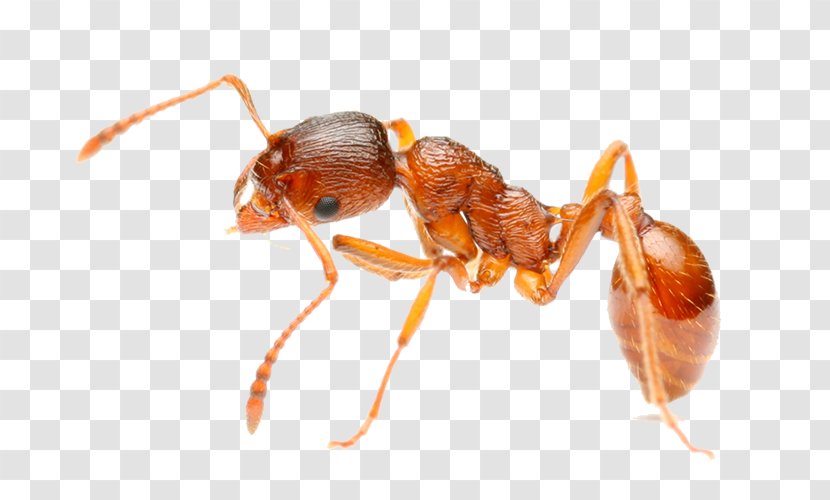 Red Imported Fire Ant Insect Pest Hymenopterans Transparent PNG
