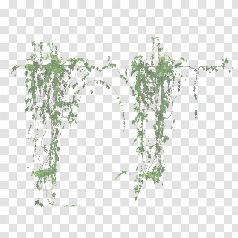 Ivy - Family Flower Transparent PNG