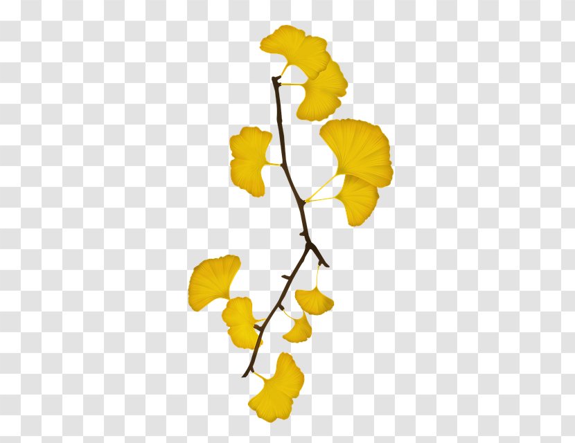 Maidenhair Tree Image Baiera - Petal - Yellow Ginkgo Leaves Transparent PNG