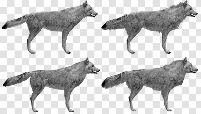 Czechoslovakian Wolfdog Saarloos Coyote Beagle - Dog - Husky Transparent PNG