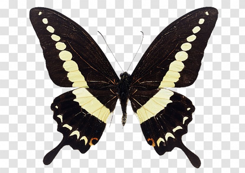 Butterfly Photography Alpine Black Swallowtail Transparent PNG