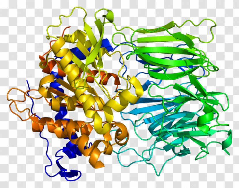 Prolyl Endopeptidase Protease Enzyme Oligopeptidase - Proteolysis Transparent PNG
