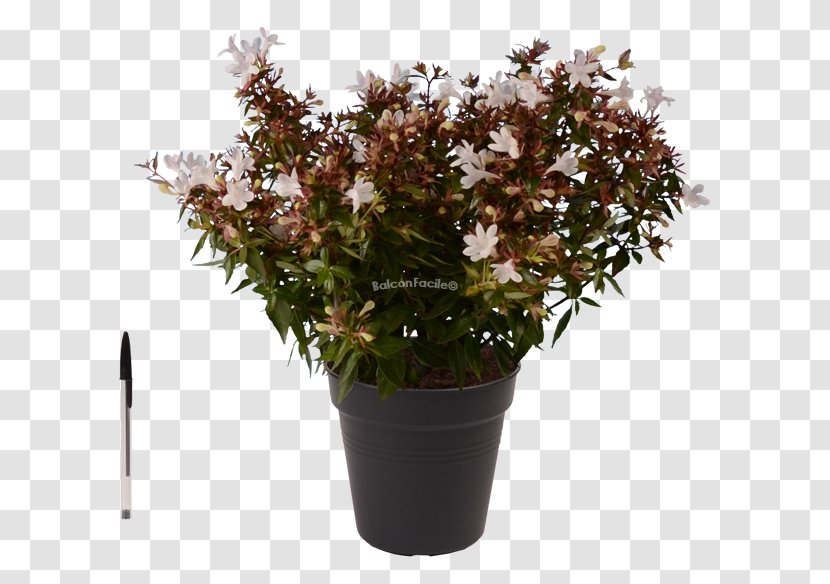 Flowerpot Shrub Tree Houseplant - Herb - Flower Transparent PNG
