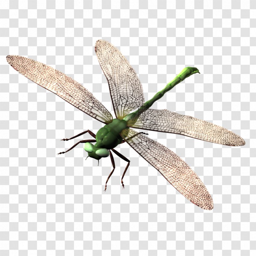 Dragonfly Clip Art - Invertebrate Transparent PNG