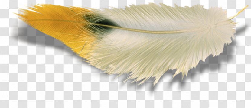 Feather Wing Photography Clip Art Transparent PNG