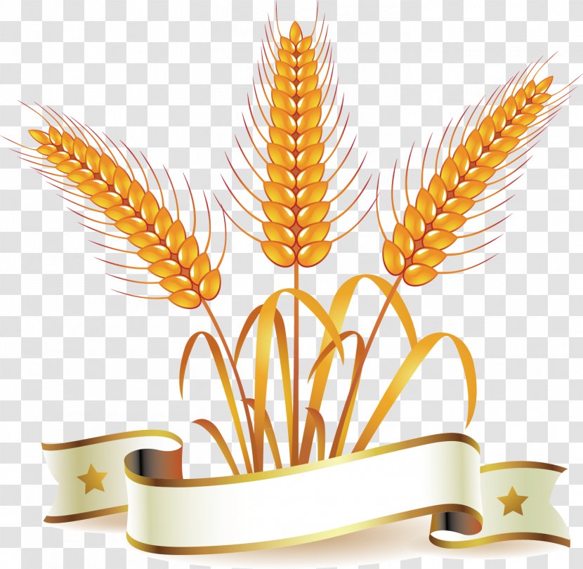 Common Wheat Whole Bread Clip Art - Vector Ears Of Corn Transparent PNG