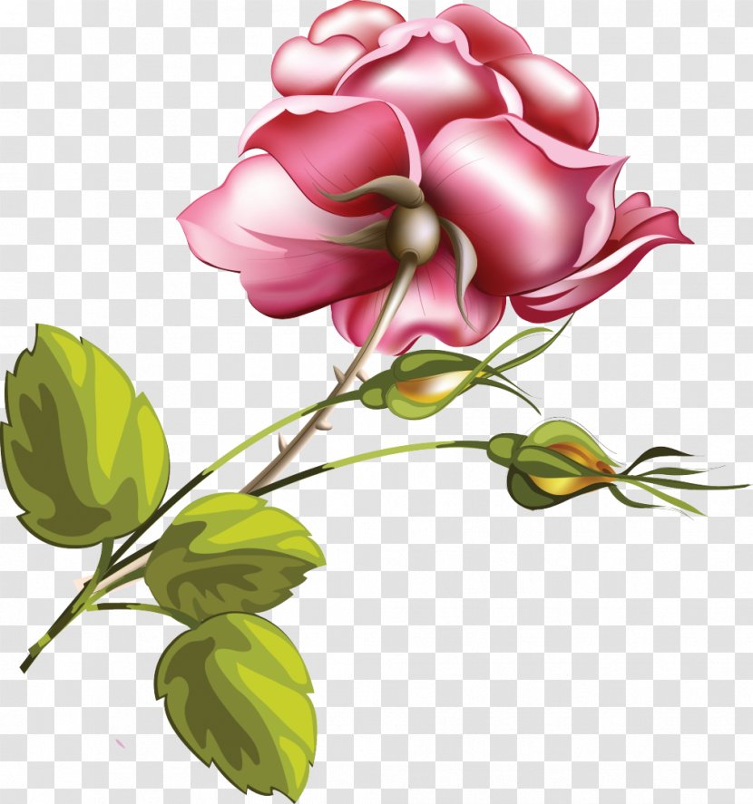 Flower Rose Pink - Flowering Plant - VECTOR FLOWERS Transparent PNG