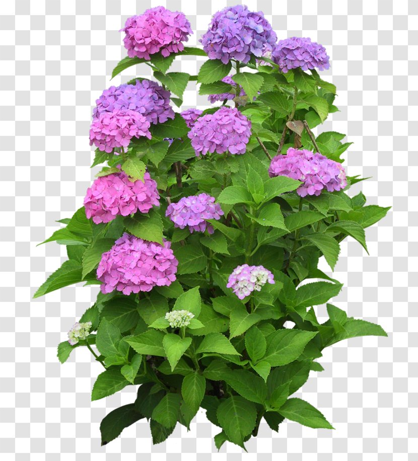 Psd Clip Art Desktop Wallpaper Image - Hydrangeaceae - Flower Tree Transparent PNG