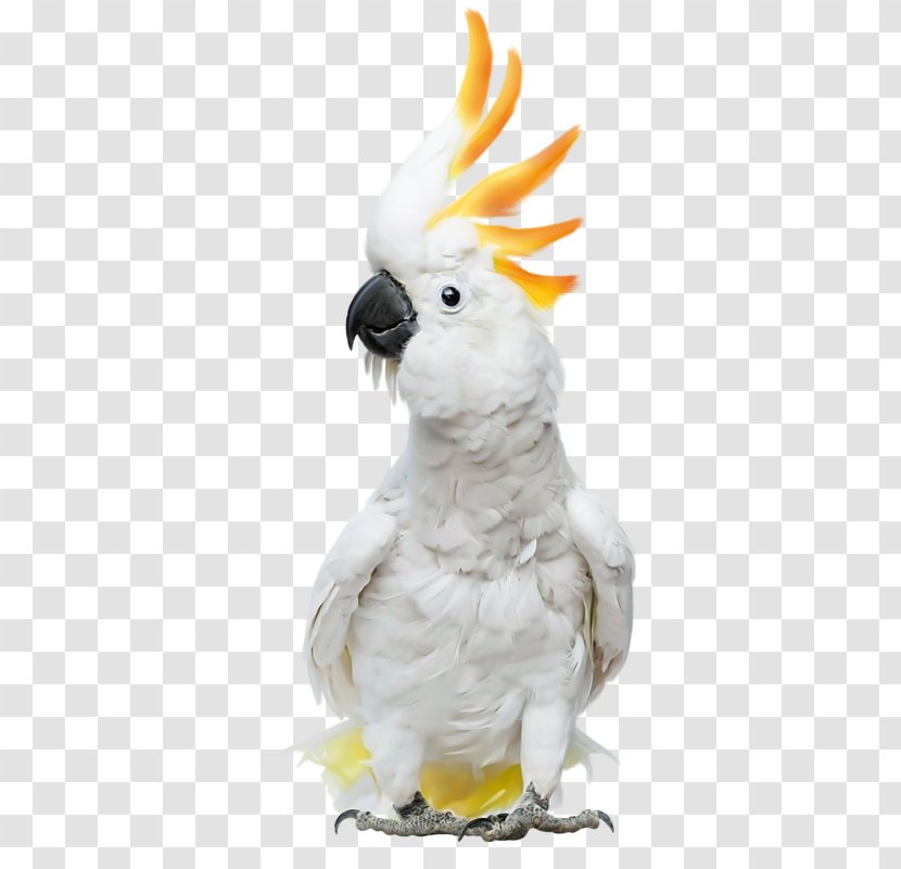Cockatoos: Cockatoo Facts & Information, Where To Buy, Health, Diet, Lifespan, Types, Breeding, Fun And More! A Complete Pet Guide Cockatiel Sulphur-crested - Lolly Brown - Cat Transparent PNG