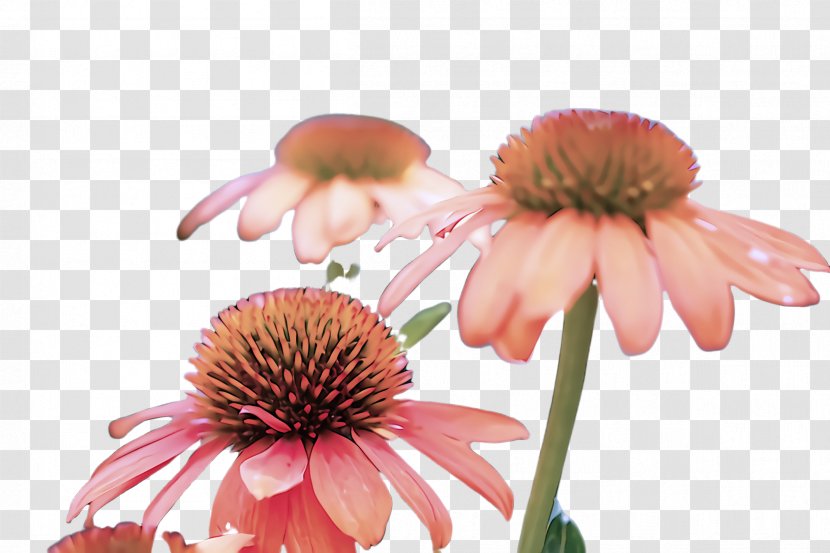 Purple Coneflower Flower Petal Plant - Wildflower Gerbera Transparent PNG