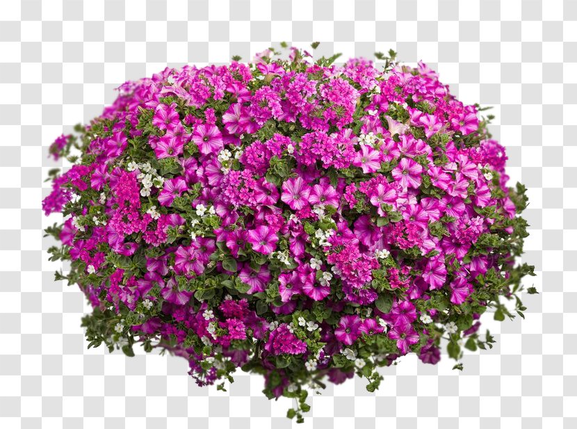 Flower Petunia Hanging Basket Rhapis Excelsa Houseplant Transparent PNG