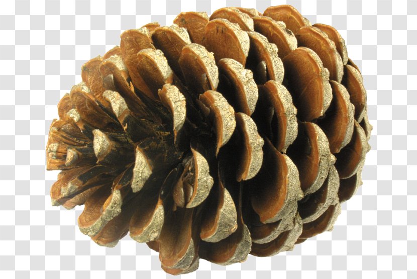 Conifer Cone Tree Pine Needle Spruce - Fir Transparent PNG