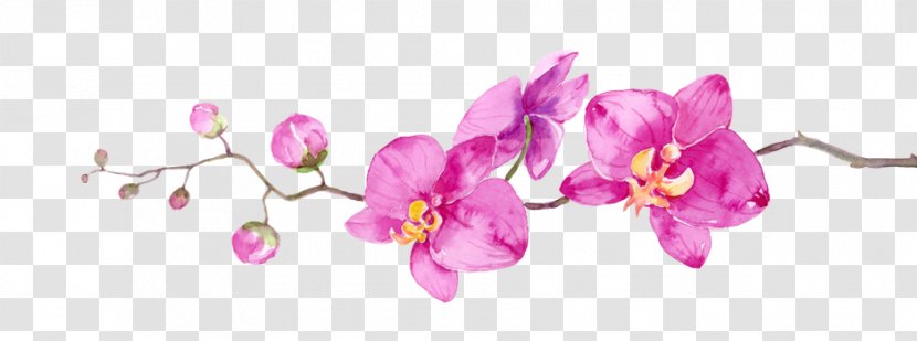 Cut Flowers Petal Branch Floral Design - Flower Side Transparent PNG