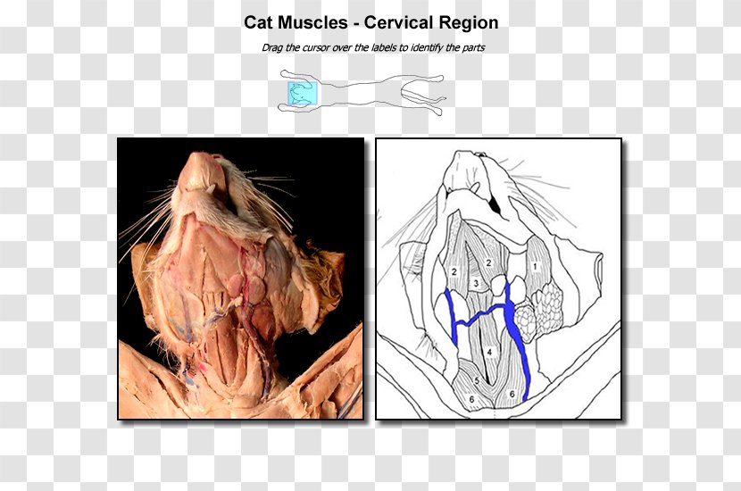 Cat Anatomy Finger Muscle Neck - Tree Transparent PNG
