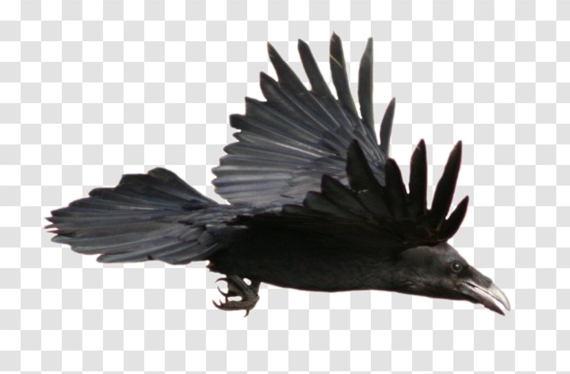 Common Raven American Crow Clip Art - Wing - Flight Feather Transparent PNG