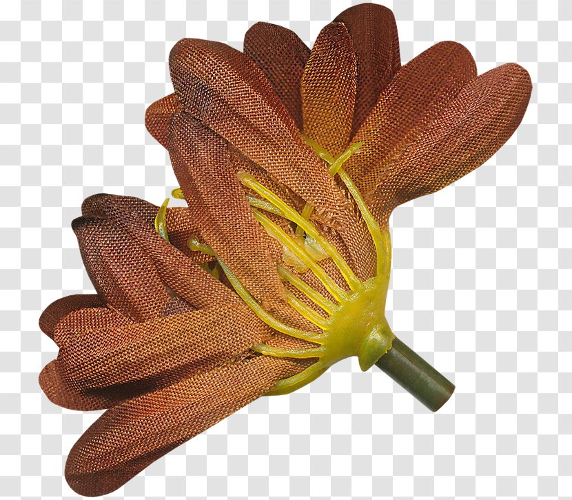 Flower Petal Plant - Thanksgiving Pictures Transparent PNG