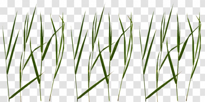 Blade Lawn Clip Art Texture Mapping - Grass Transparent PNG
