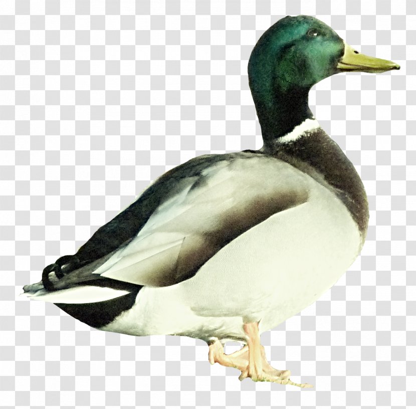 Mallard Duck - Software Transparent PNG