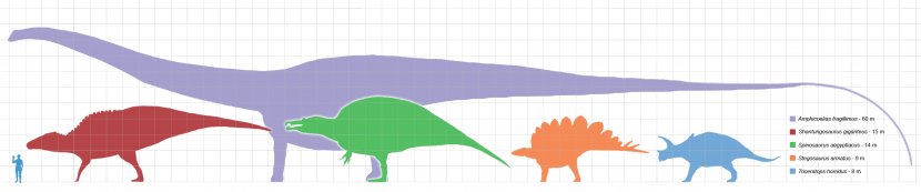 Seismosaurus Amphicoelias Argentinosaurus Dinosaur Size Supersaurus - Pictures Of Dinosours Transparent PNG