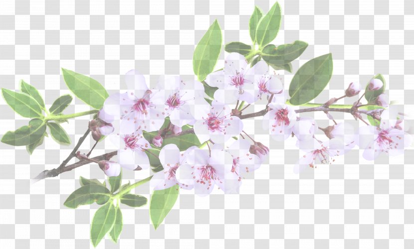 Park Garden Cherry Blossom .ru Vintage Clothing - Flowering Plant - Flower Transparent PNG