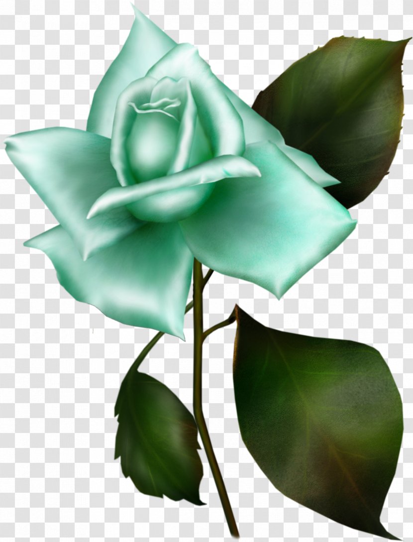 Garden Roses Rosa Gallica Flower Blue Rose Lilac - Family Transparent PNG
