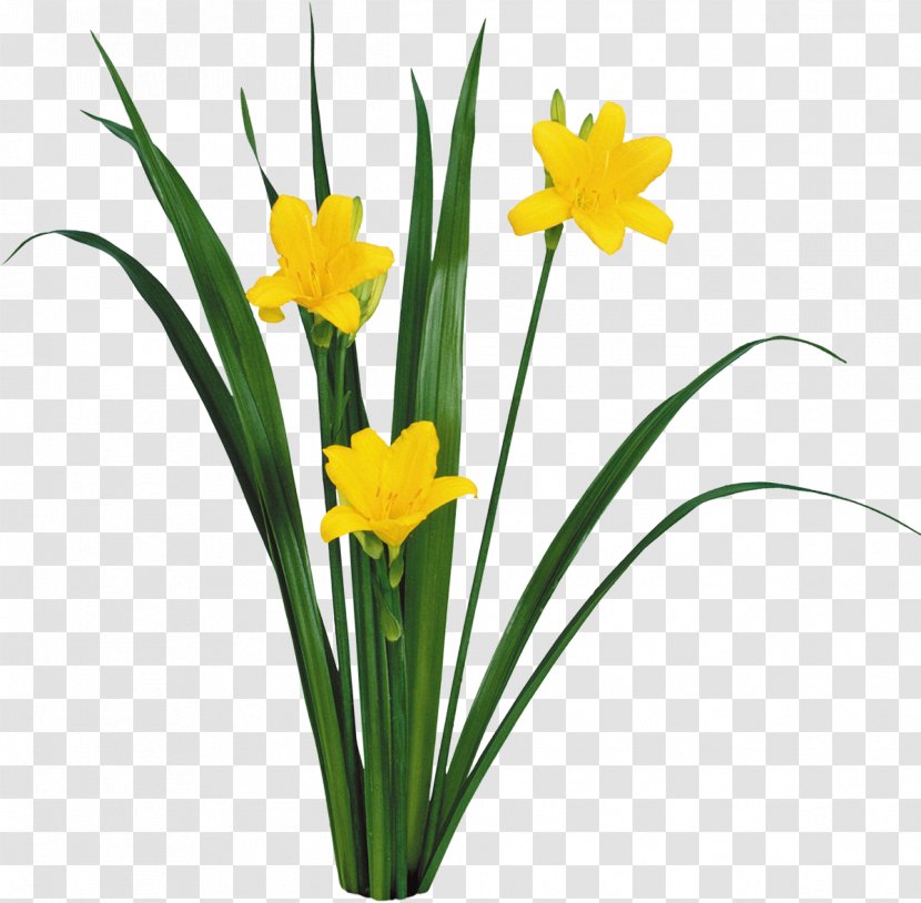 Animaatio Easter Clip Art - Floristry Transparent PNG